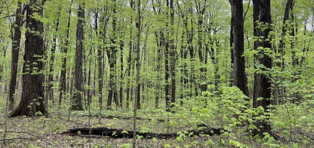 Maybury State Park in early spring, May 2025