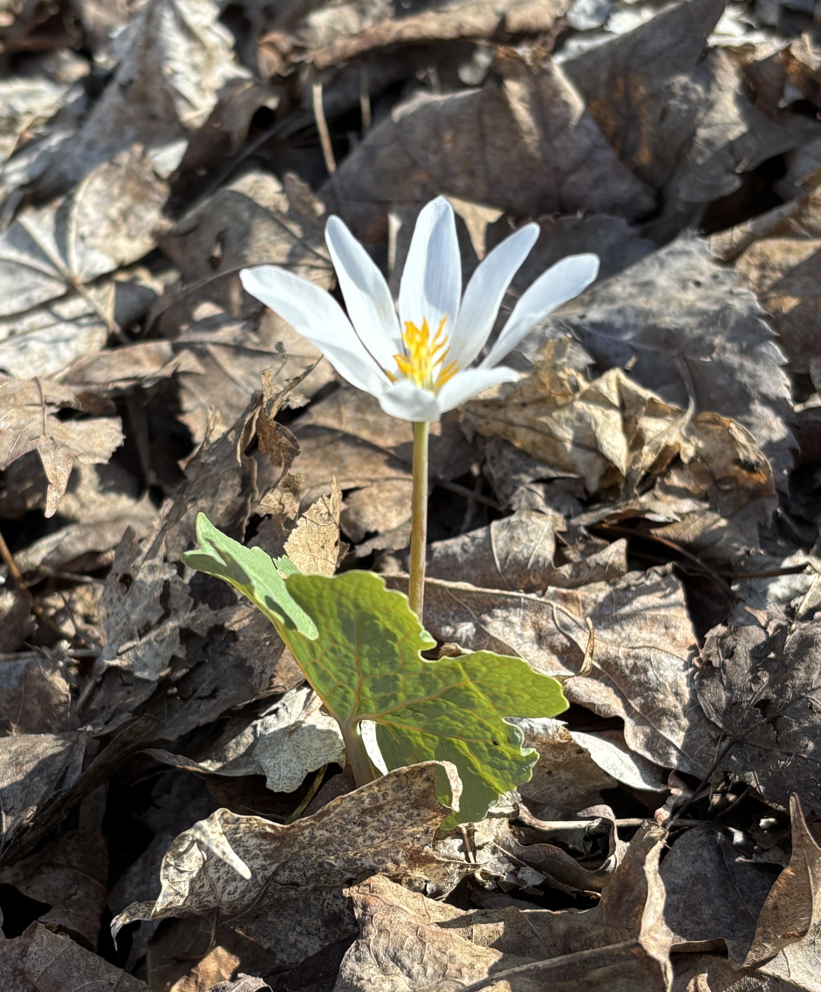 Wildflower Walk 2025