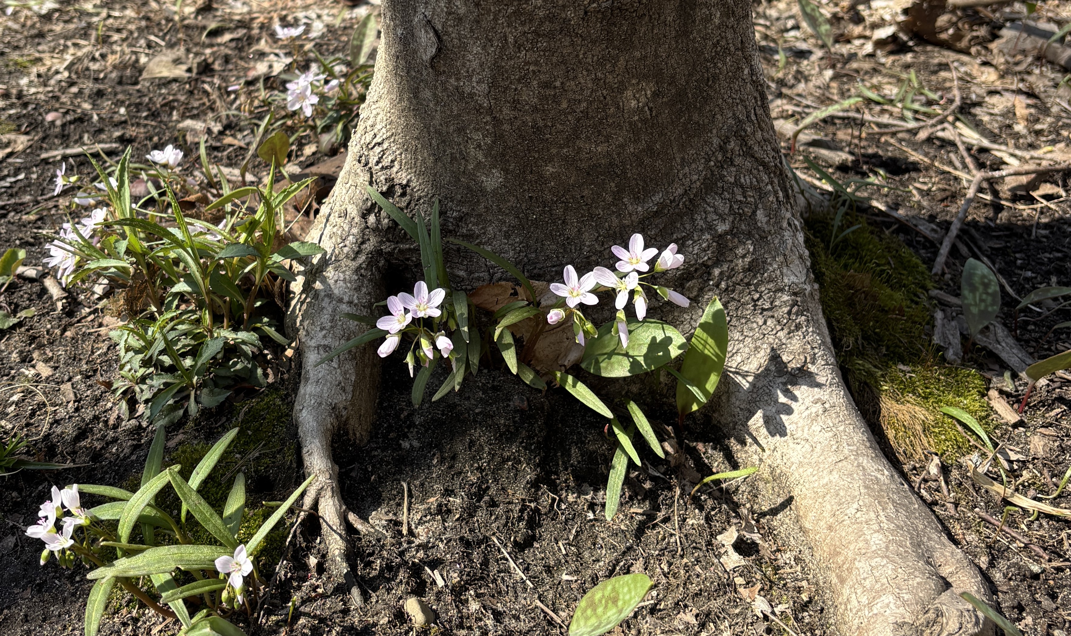 Wildflower Walk 2025