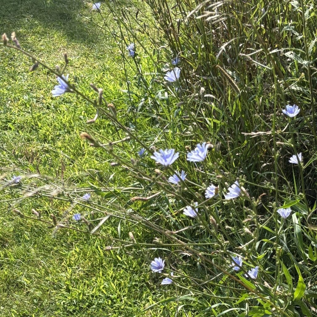 Edible Plant Hike - Chicory