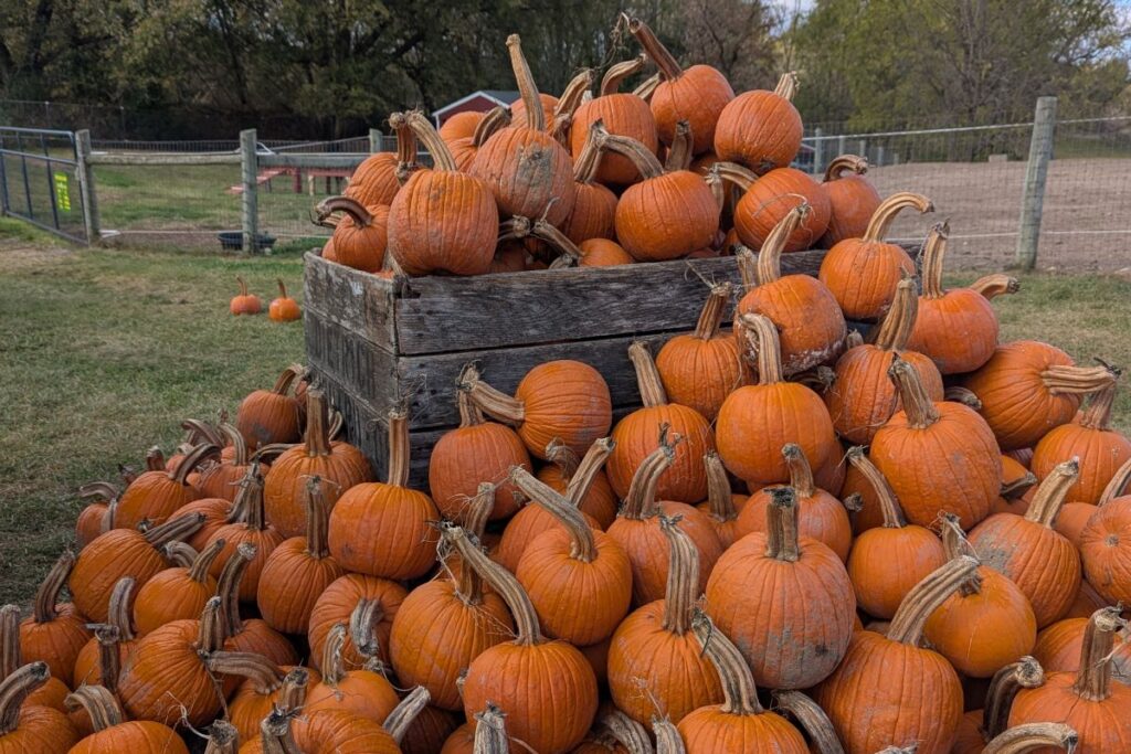 Maybury Farm Fall Fest 2025