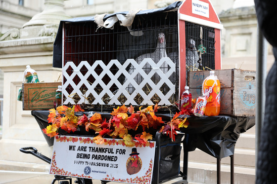 Maybury Farm turkey pardons