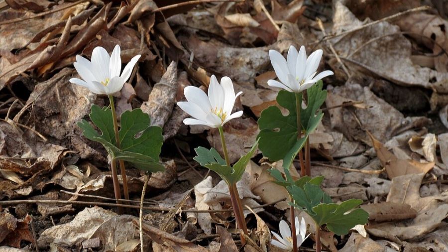 Bloodroot - early spring ephemeral