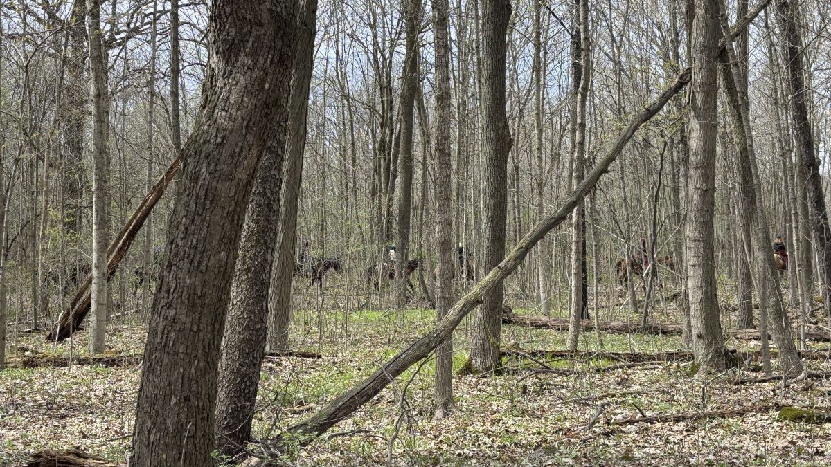 Maybury State Park - horseback riders in background