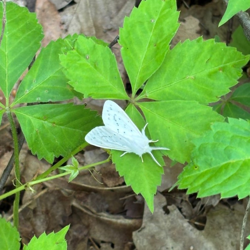 Agreeable Tiger Moth