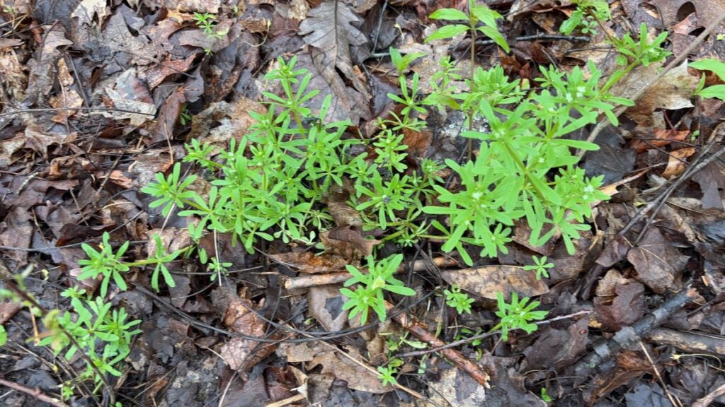 Wildflower Walk 2026