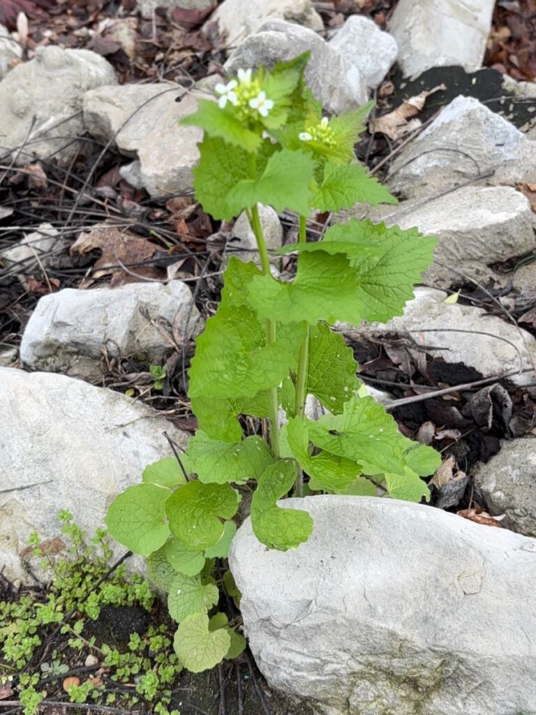 Wildflower Walk 2026