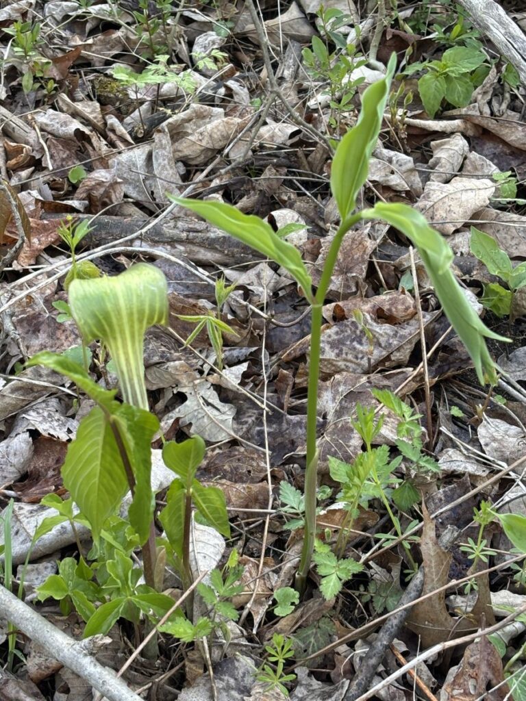Wildflower Walk 2026