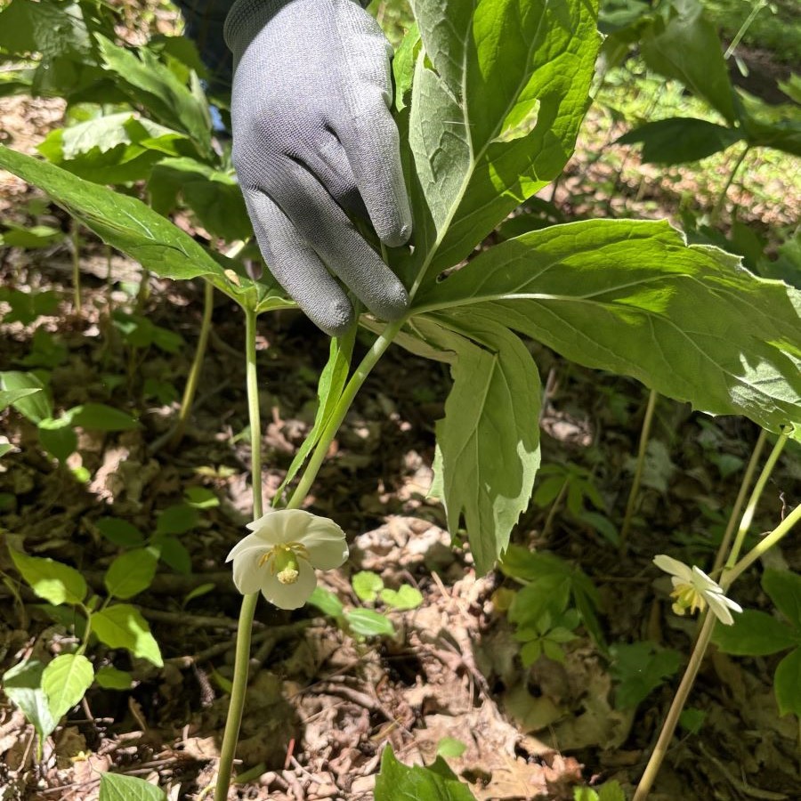Mayapple Flower