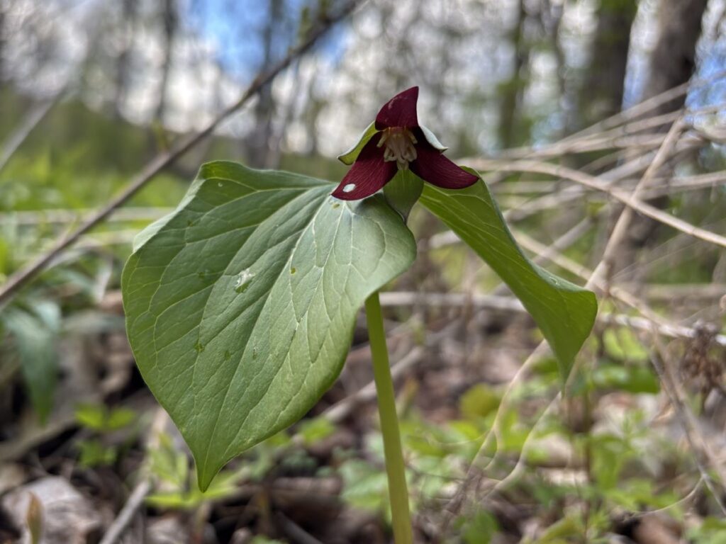 Wildflower Walk 2026