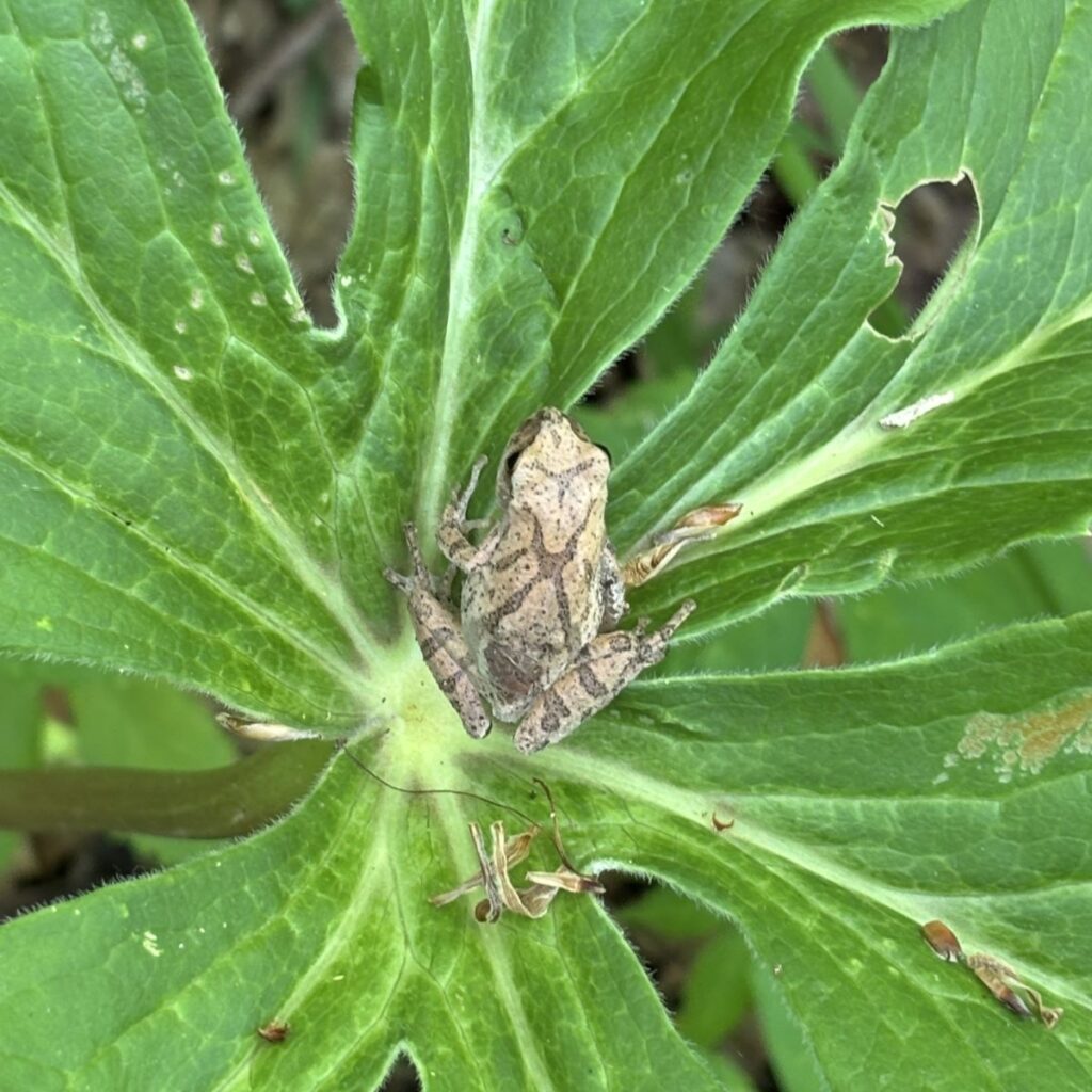 Spring Peeper on Mayapple