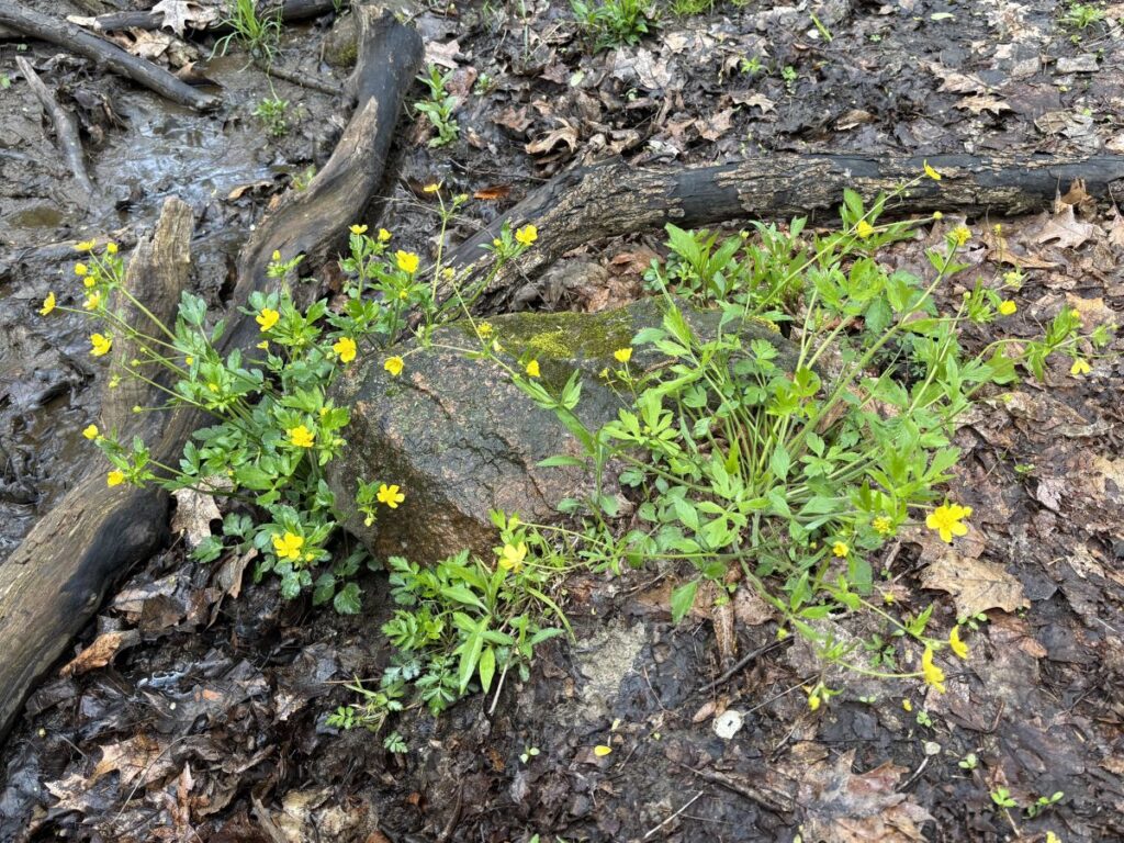 Wildflower Walk 2026