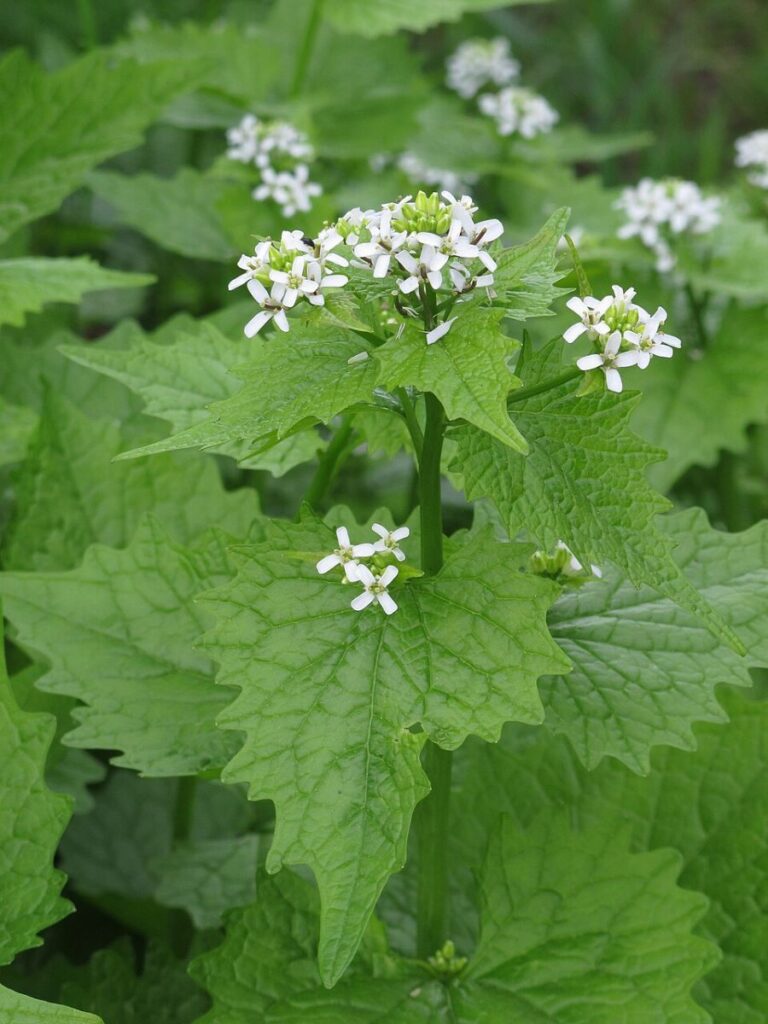 Garlic mustard, a non-native, invasive plant in the U.S.