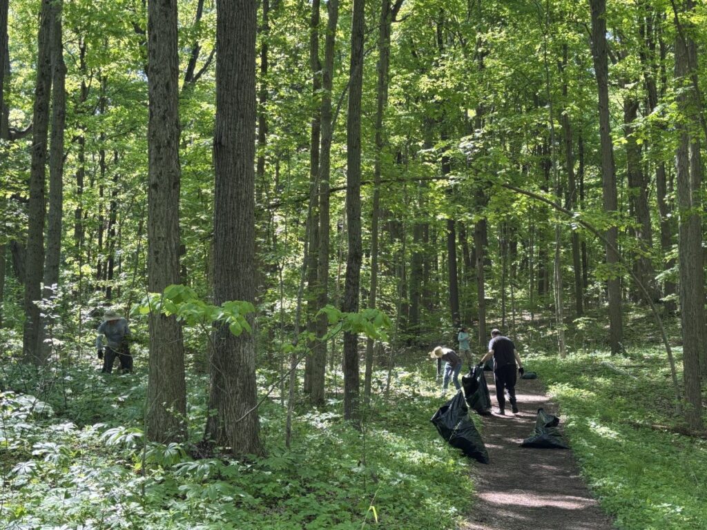 Volunteers pulling garlic mustard at Garlic mustard pull, May 17, 2026