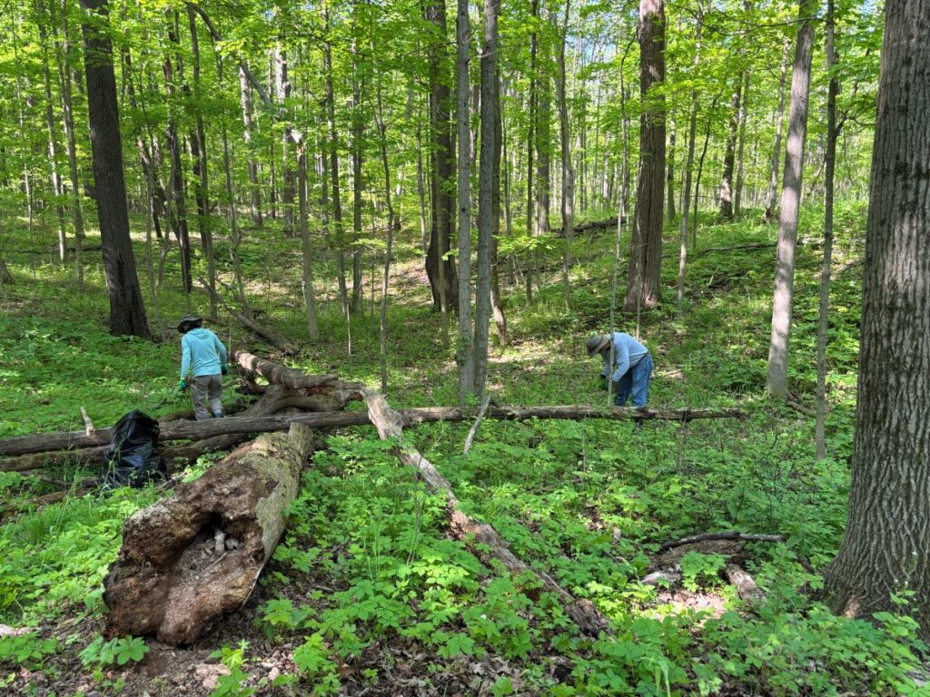 Volunteers pulling garlic mustard, May 17, 2026
