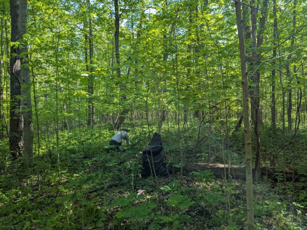Volunteer pulling garlic mustard, May 17, 2026